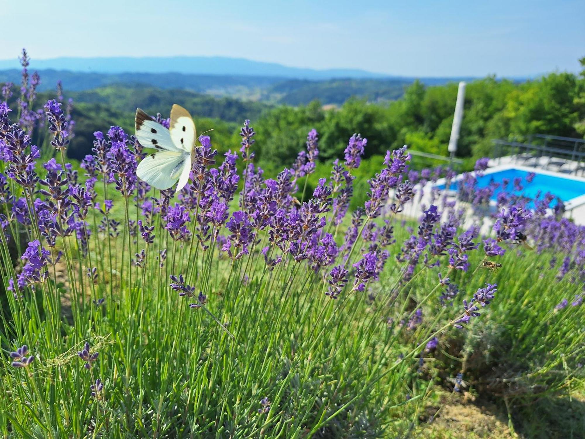 Kuca Za Odmor Freya Villa Krapinske Toplice Szoba fotó